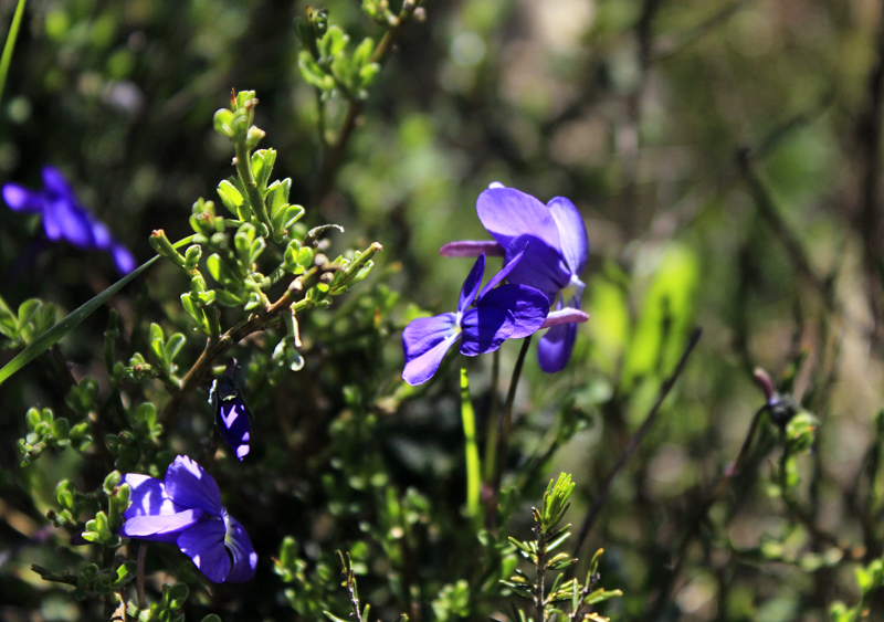 2016-05-05_105403 sardinien-2016.jpg - Wanderung im Monte-Limbara-Gebirge
